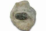 Prone Reedops Trilobite - Atchana, Morocco #312343-3